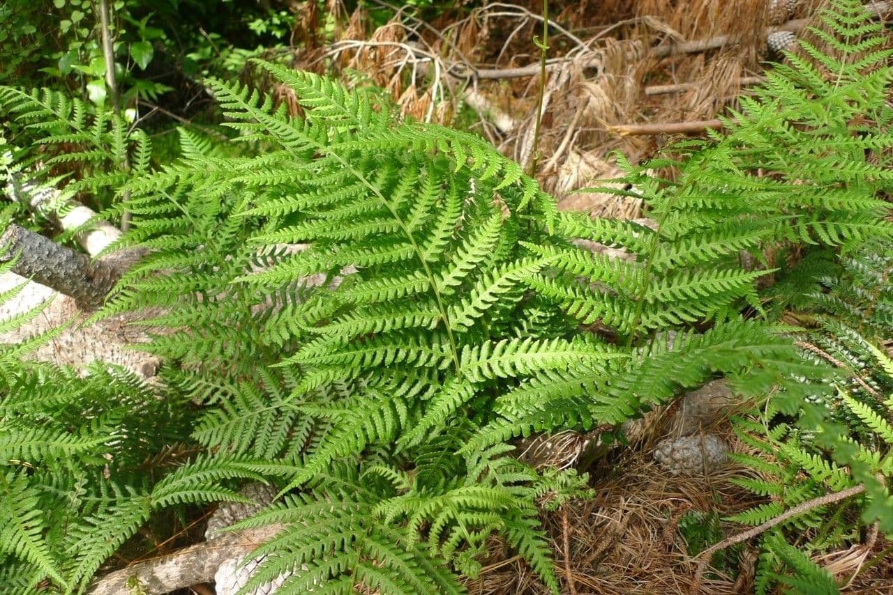 Deparia petersenii 3