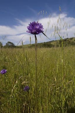 Dichelostemma congestum 7
