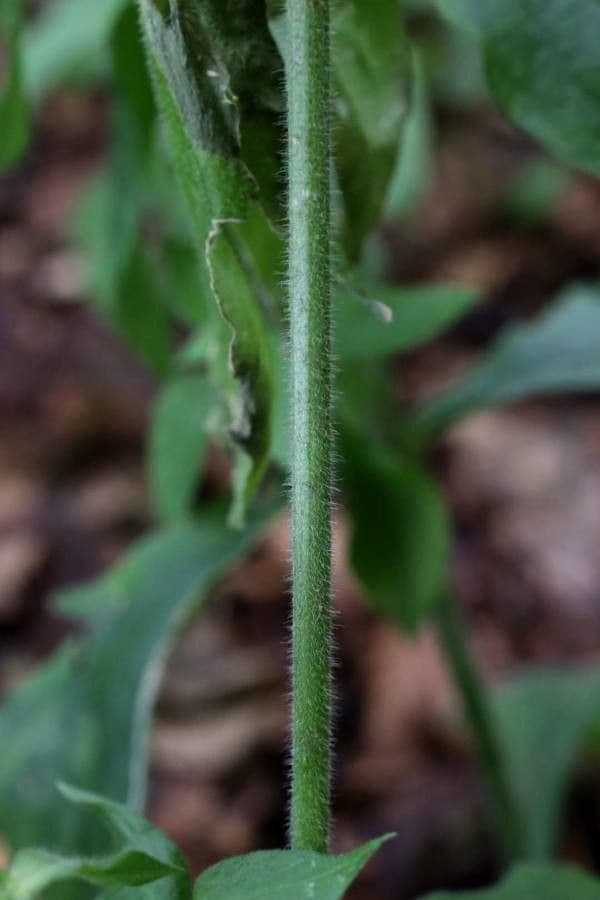 Schmierblume 4