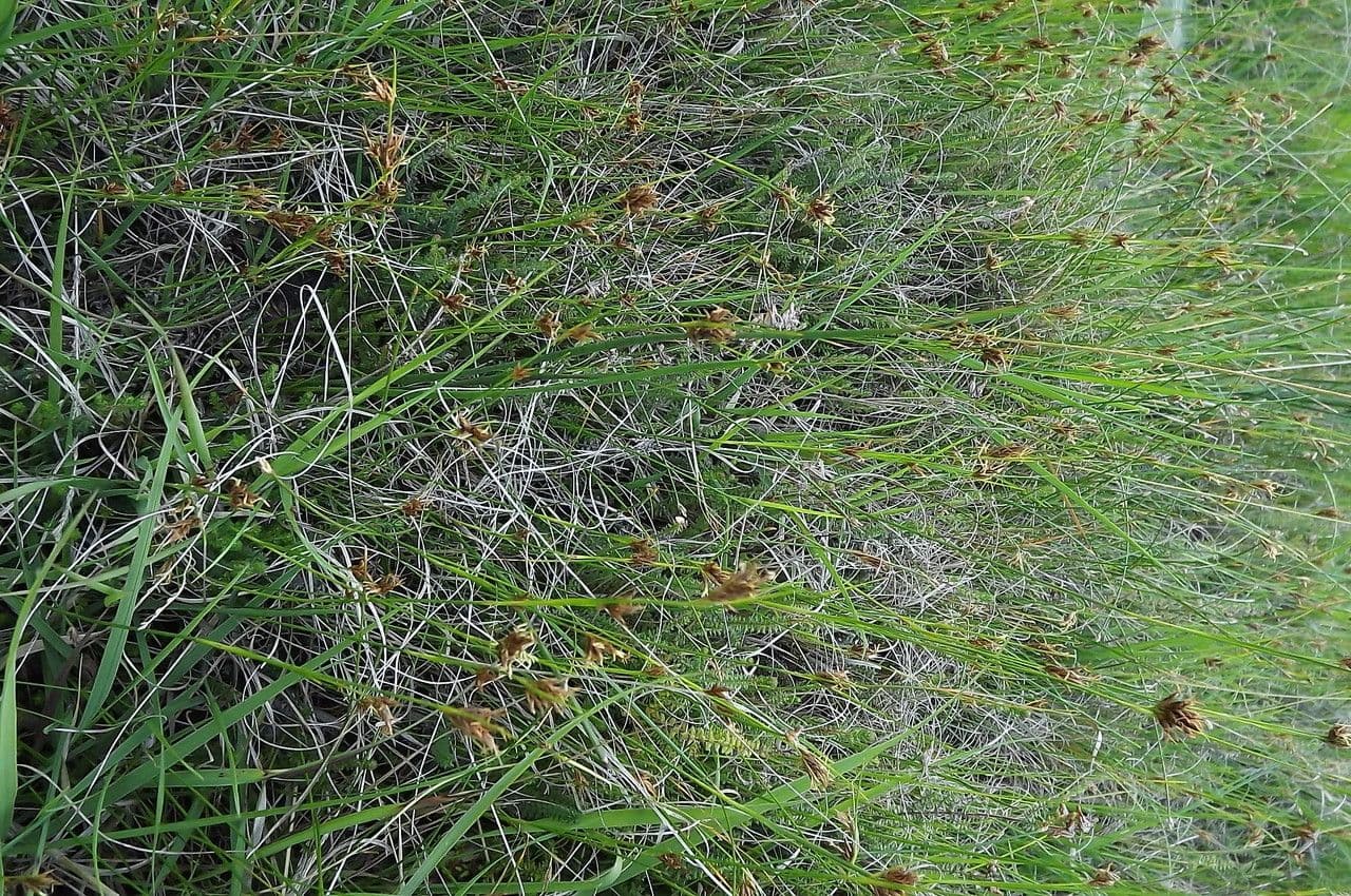Rincoespora parda 15