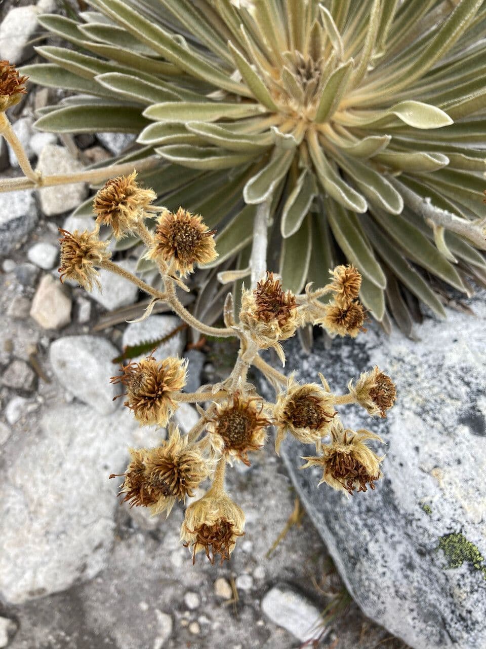 Espeletiopsis 6