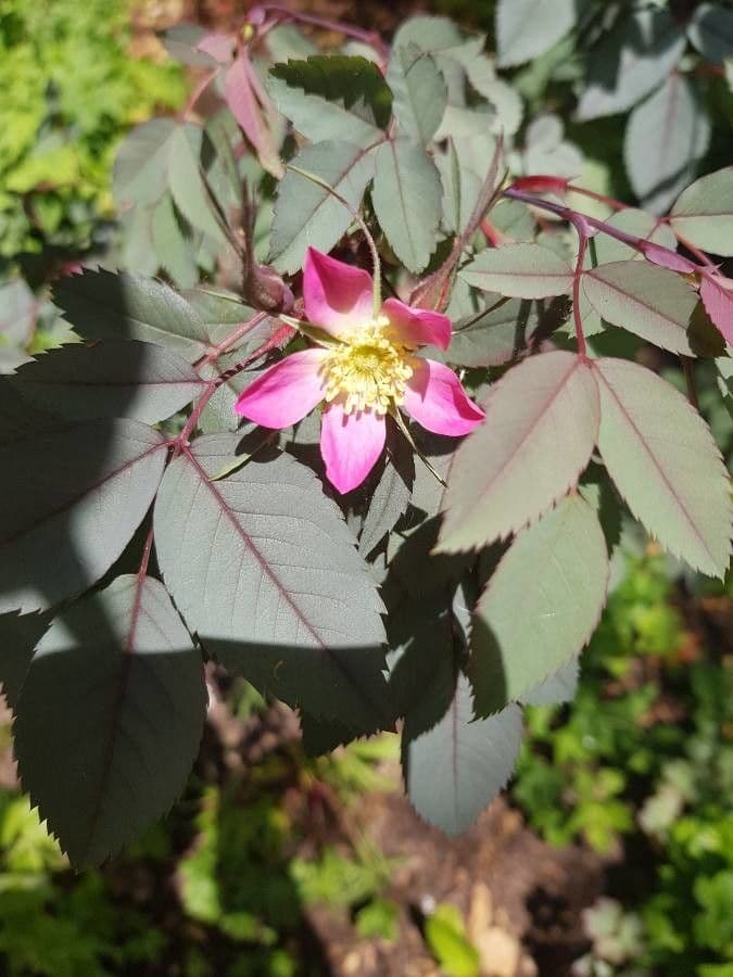 Redleaf rose 9