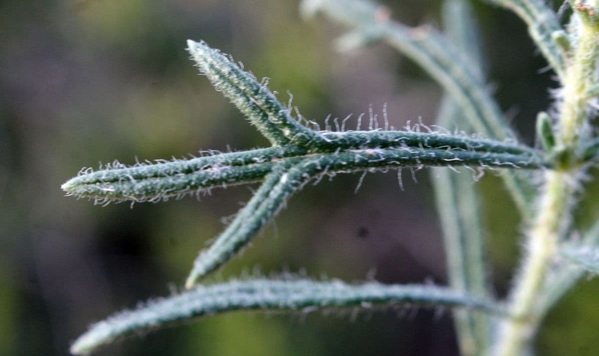 Teucrium pseudochamaepitys 18