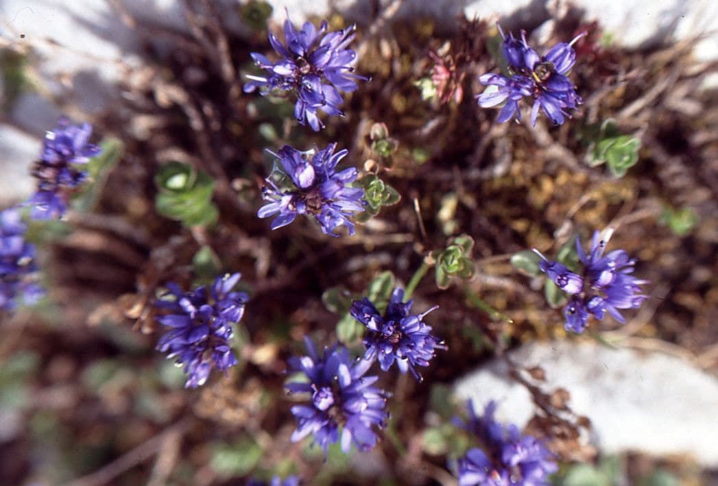 Veronica pirenaica 10