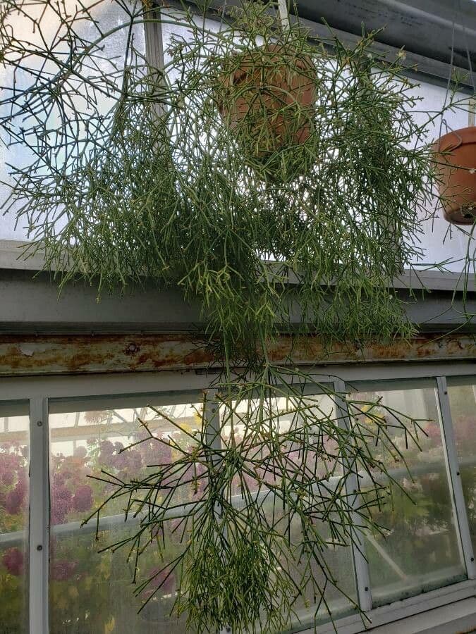 Rhipsalis 5