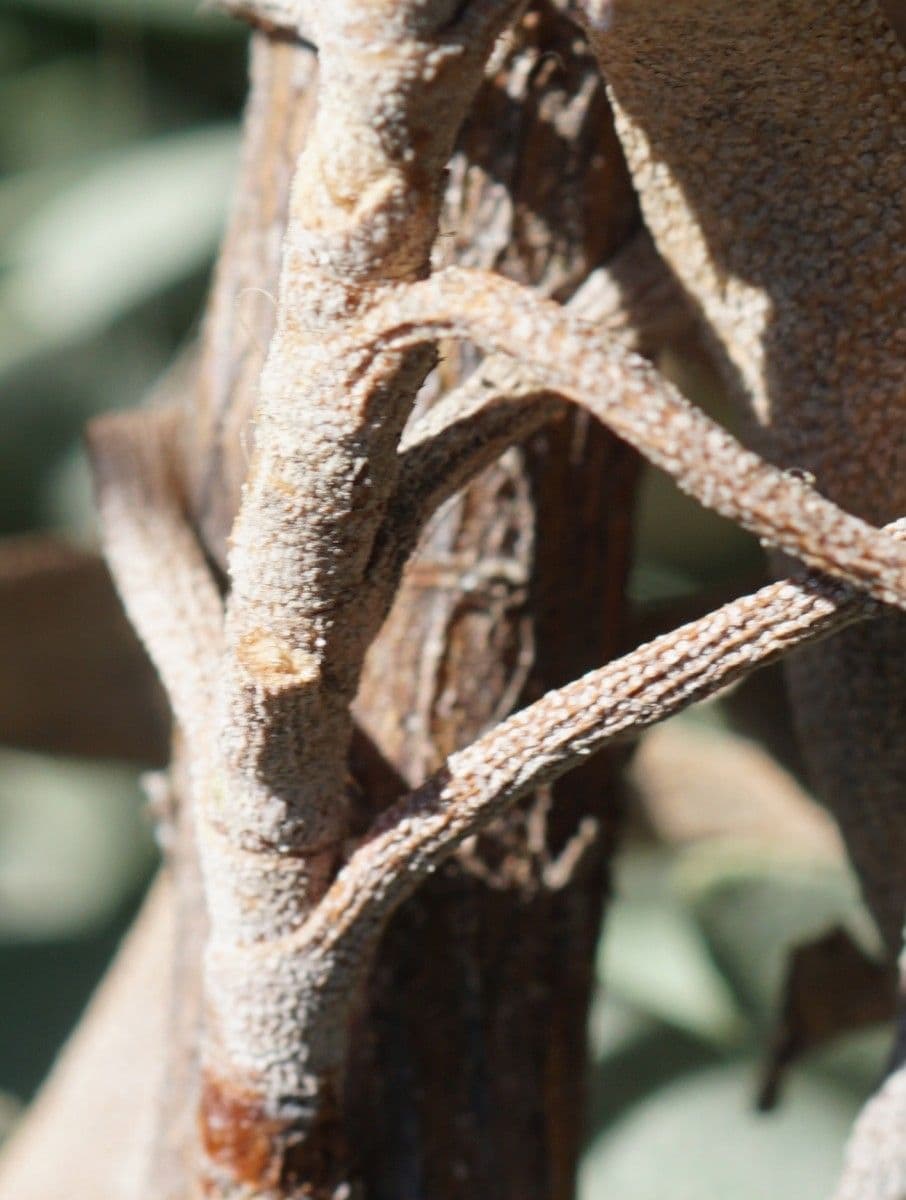 Limoniastrum monopetalum 25
