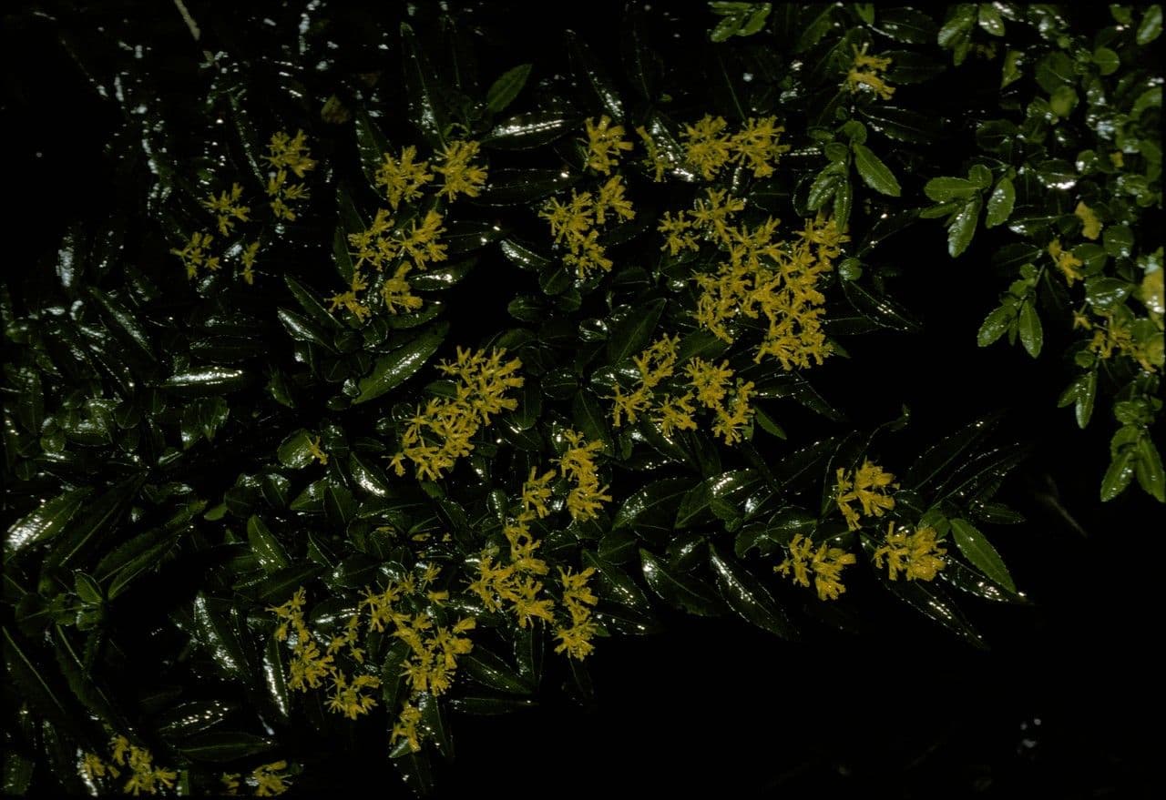 Azara 4