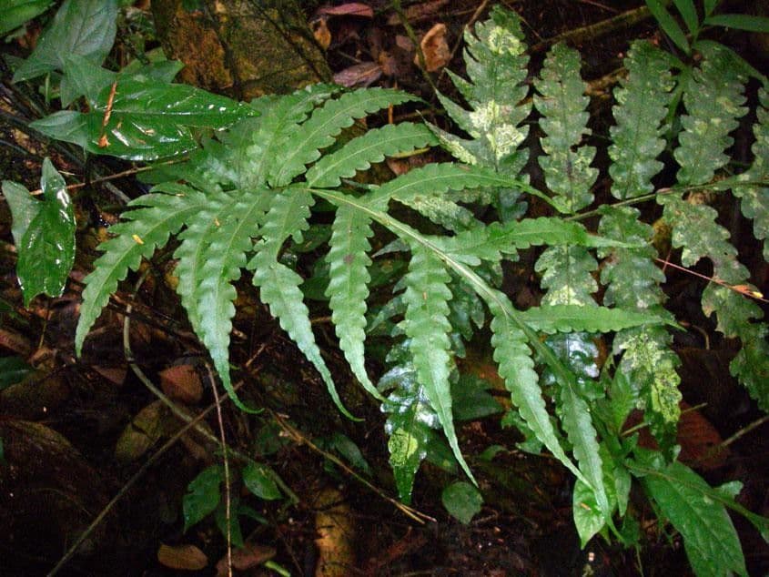 Bolbitis portoricensis 2