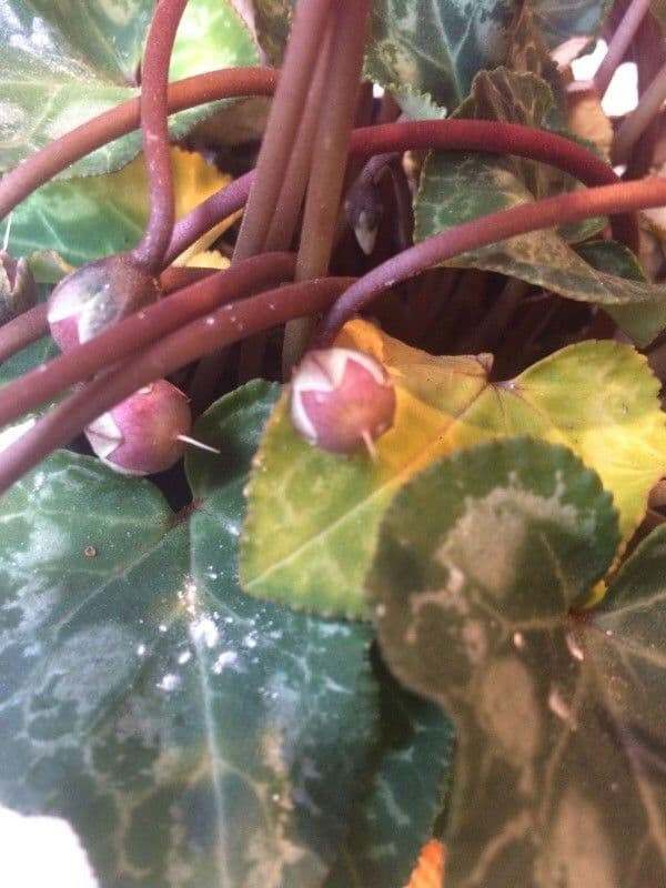 Cyclamen 2