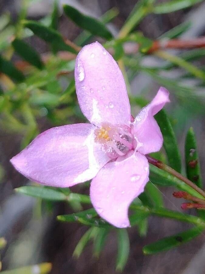 Boronia pennata 5