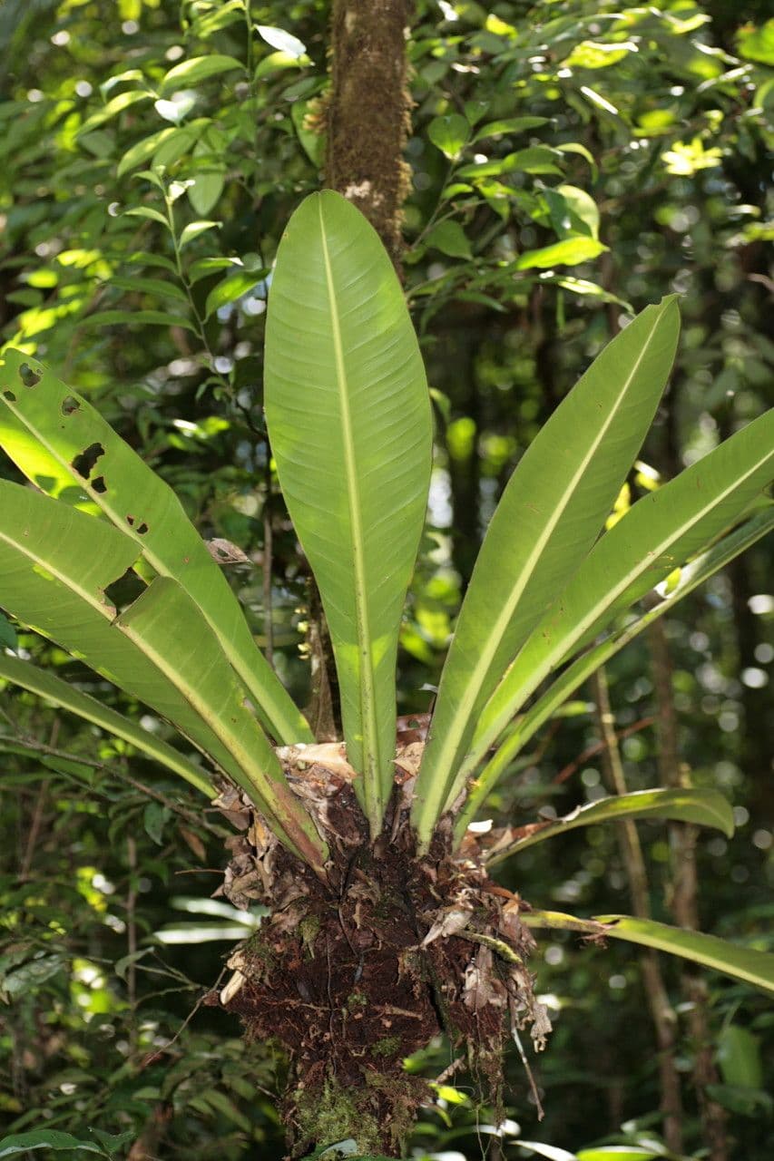 Philodendron 3
