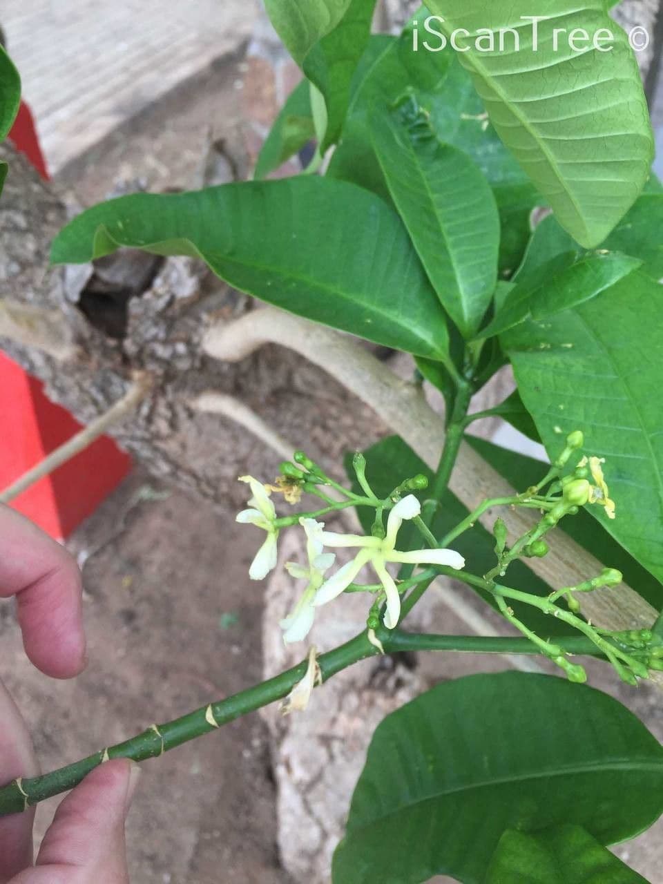 Tabernaemontana 6