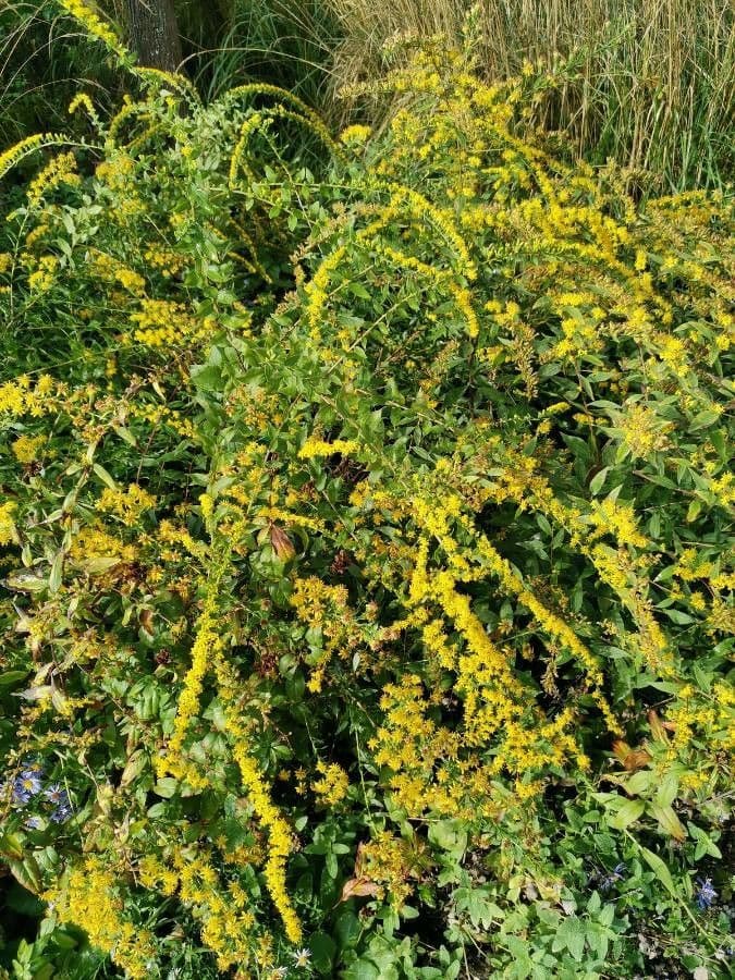 Solidago picciolata 6