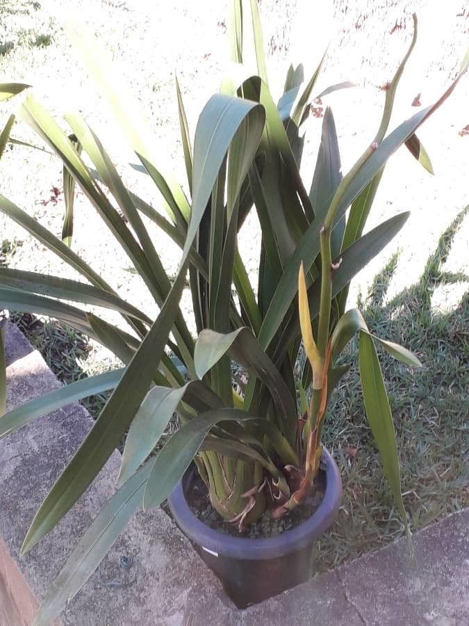 Dendrobium 15