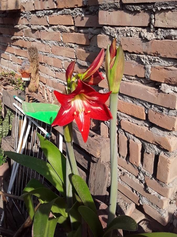 Amaryllis regina 27