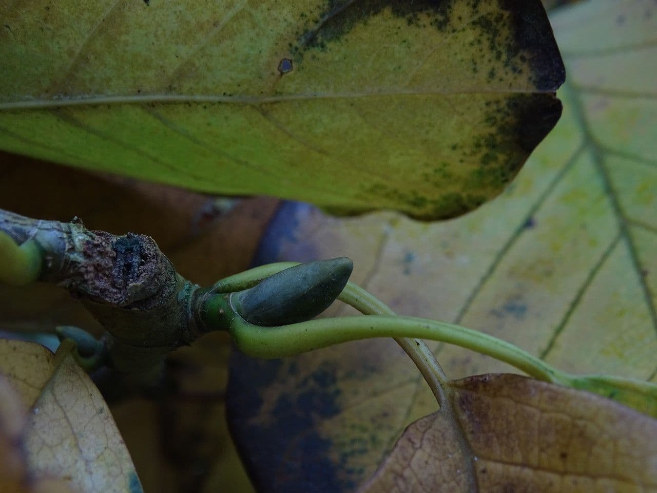 Magnolia 7