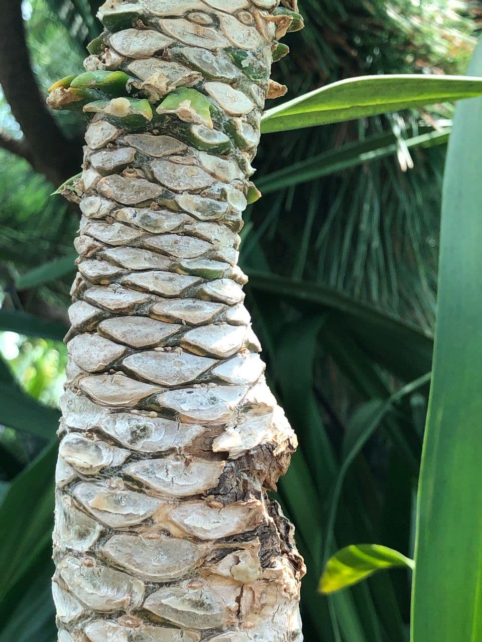 ʻŌlulu 2
