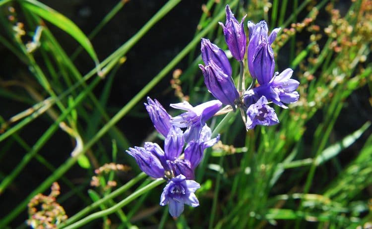 Triteleia grandiflora
