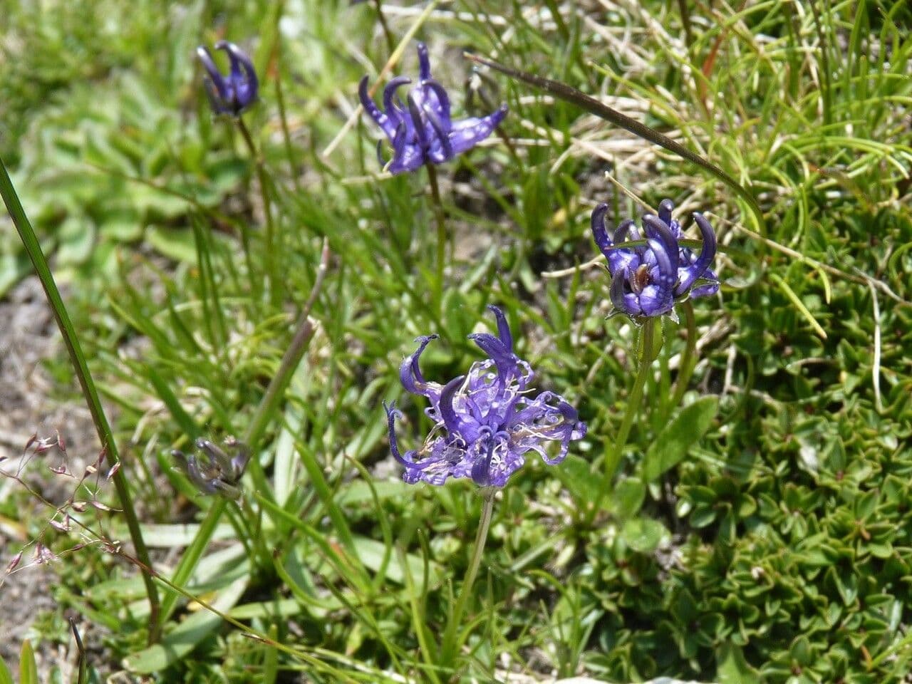 Raponzolo emisferico 26