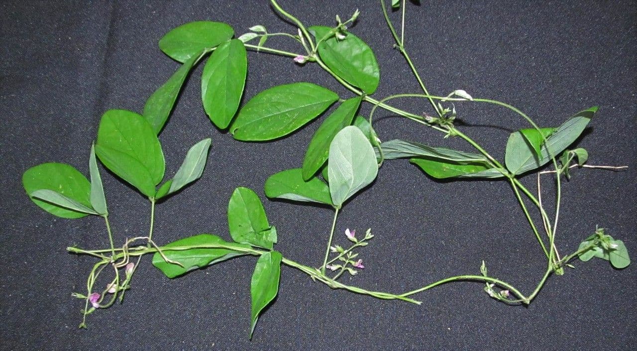 Galactia striata 14