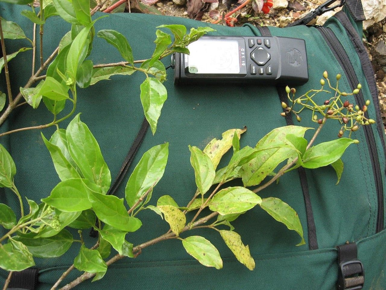 Viburnum costaricanum 3