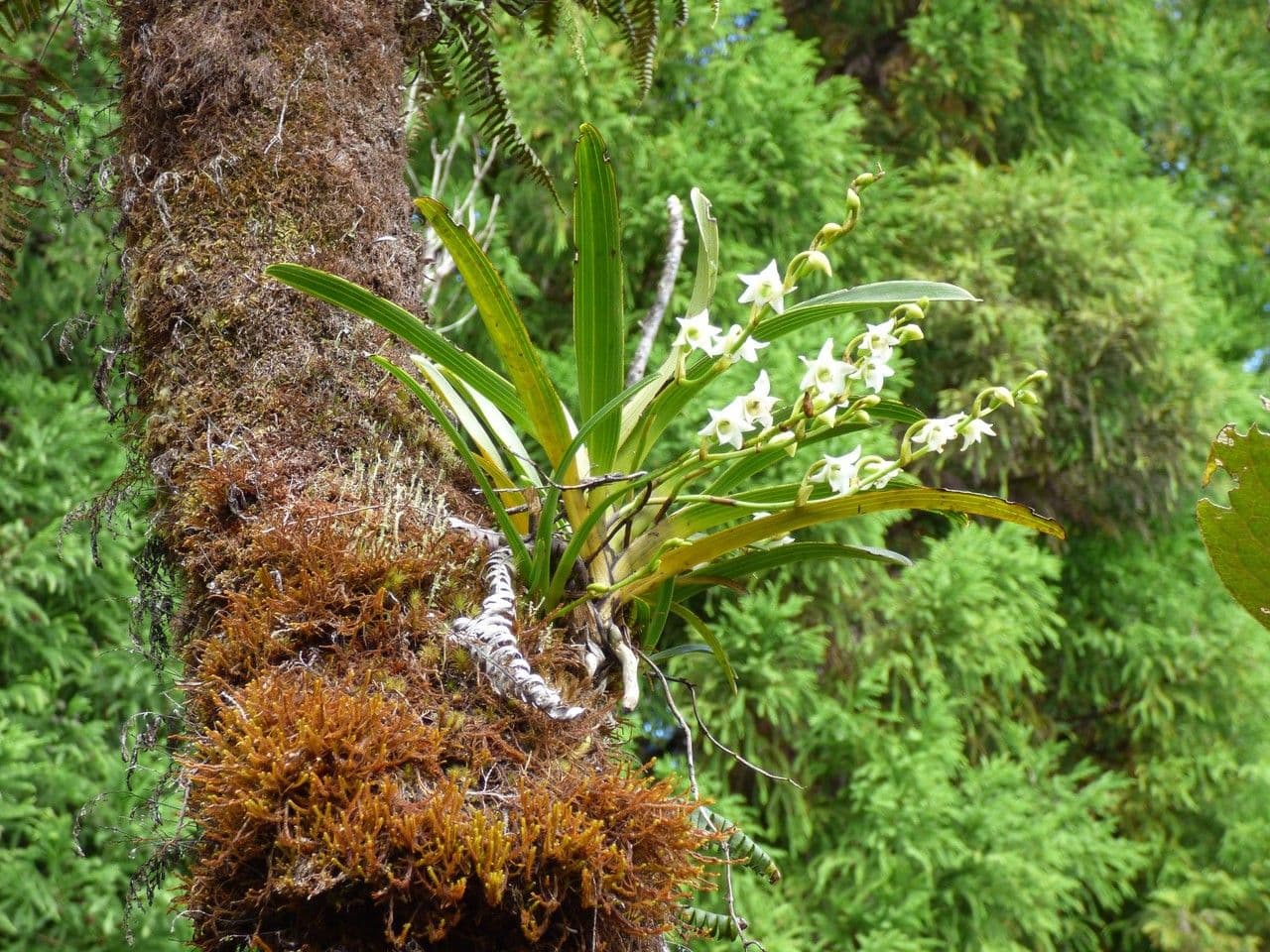 Angraecum 9