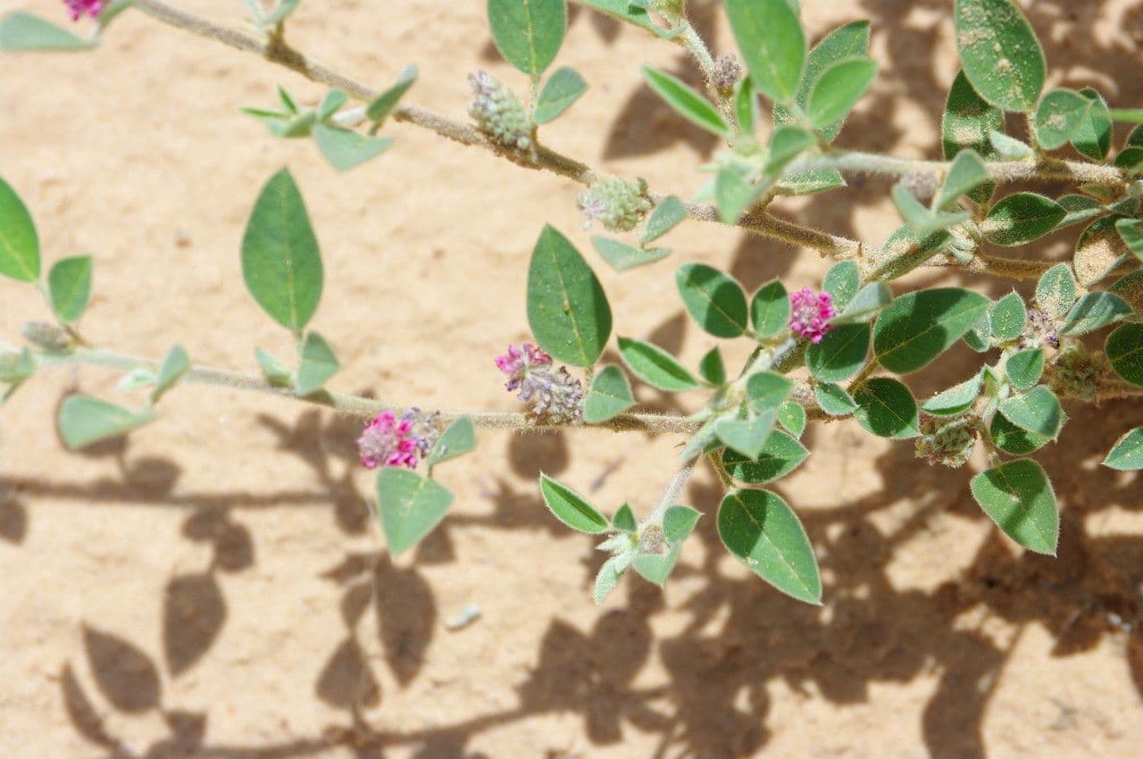 Indigofera diphylla 21
