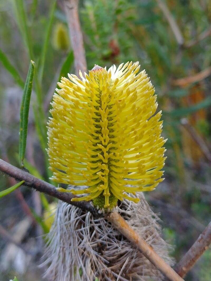 Banksia 6