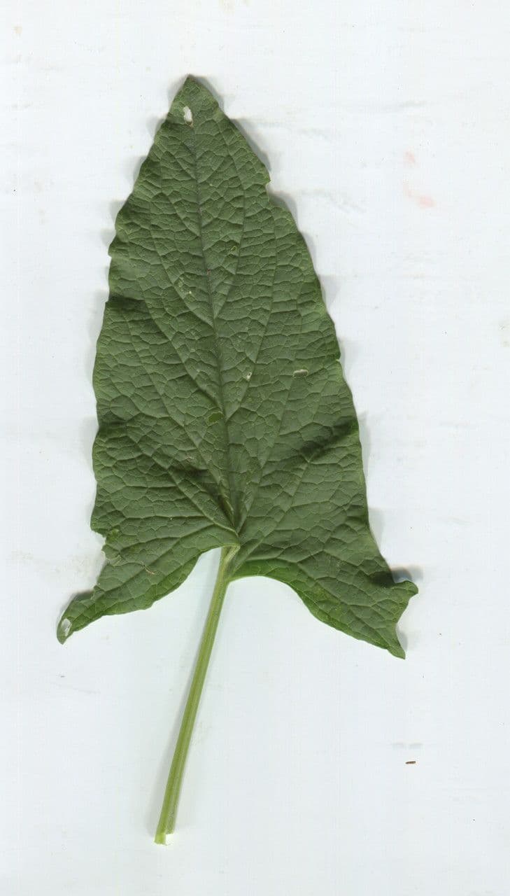 Komosa strzałkowata 22