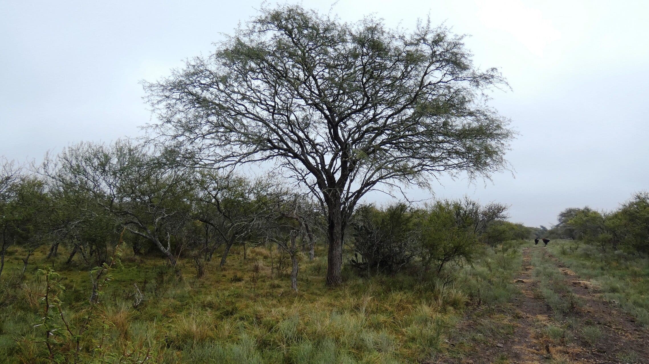 Prosopis 6