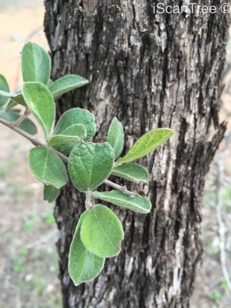 Combretum hereroense 17
