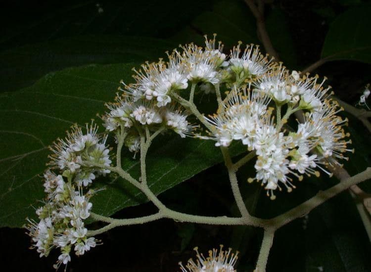 Callicarpa 6