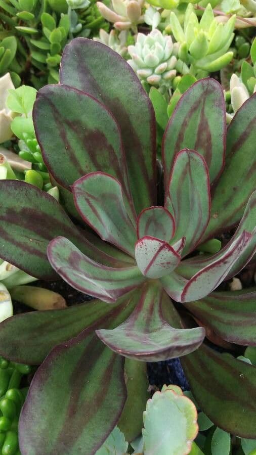 Echeveria 3