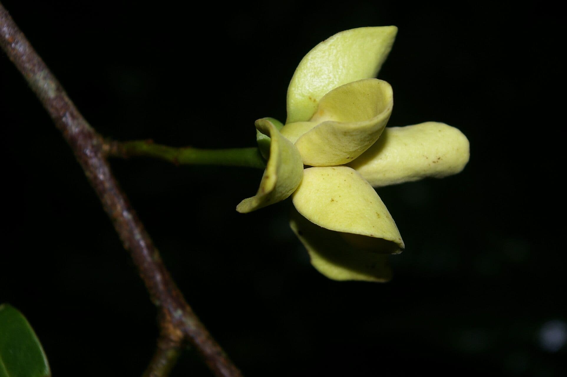 Guatteria 4