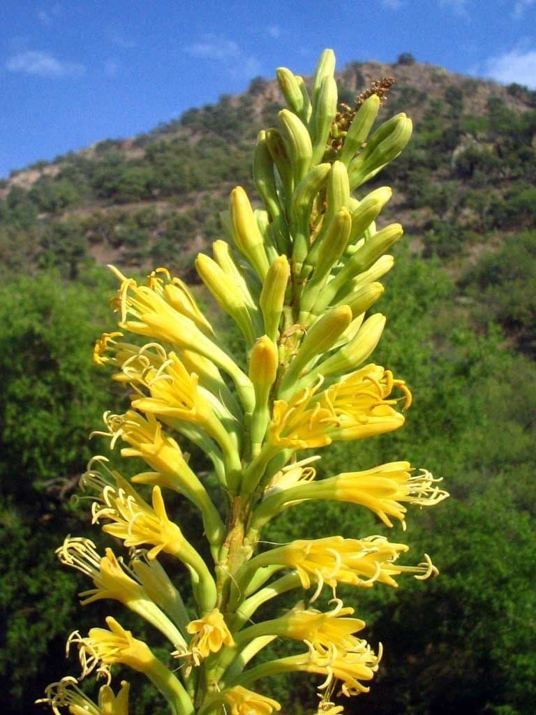 Schott-Agave 3