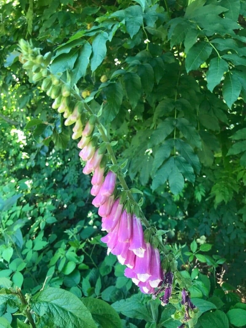 Náprstník červený 13