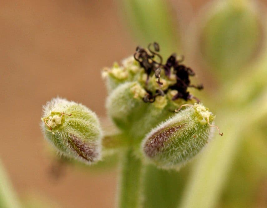 Lomatium mohavensis 2