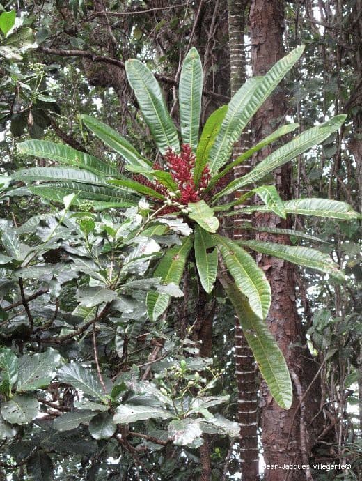 Meryta 5