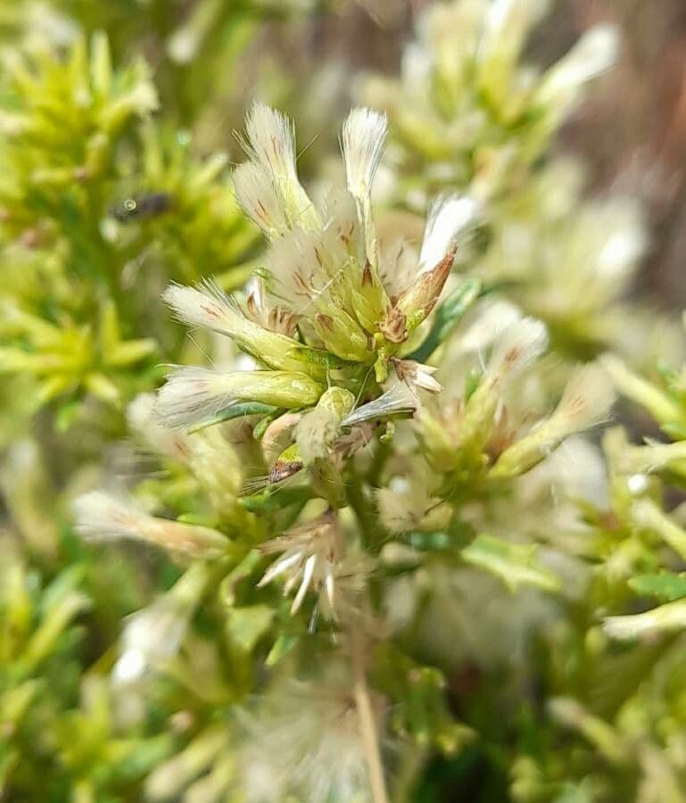 Baccharis