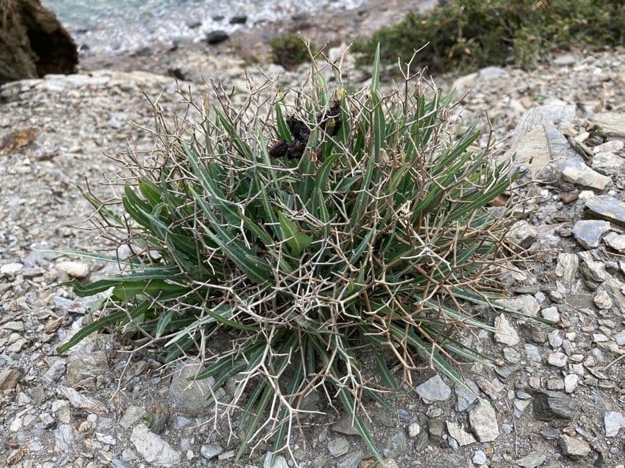 Lattuga lanosa 10