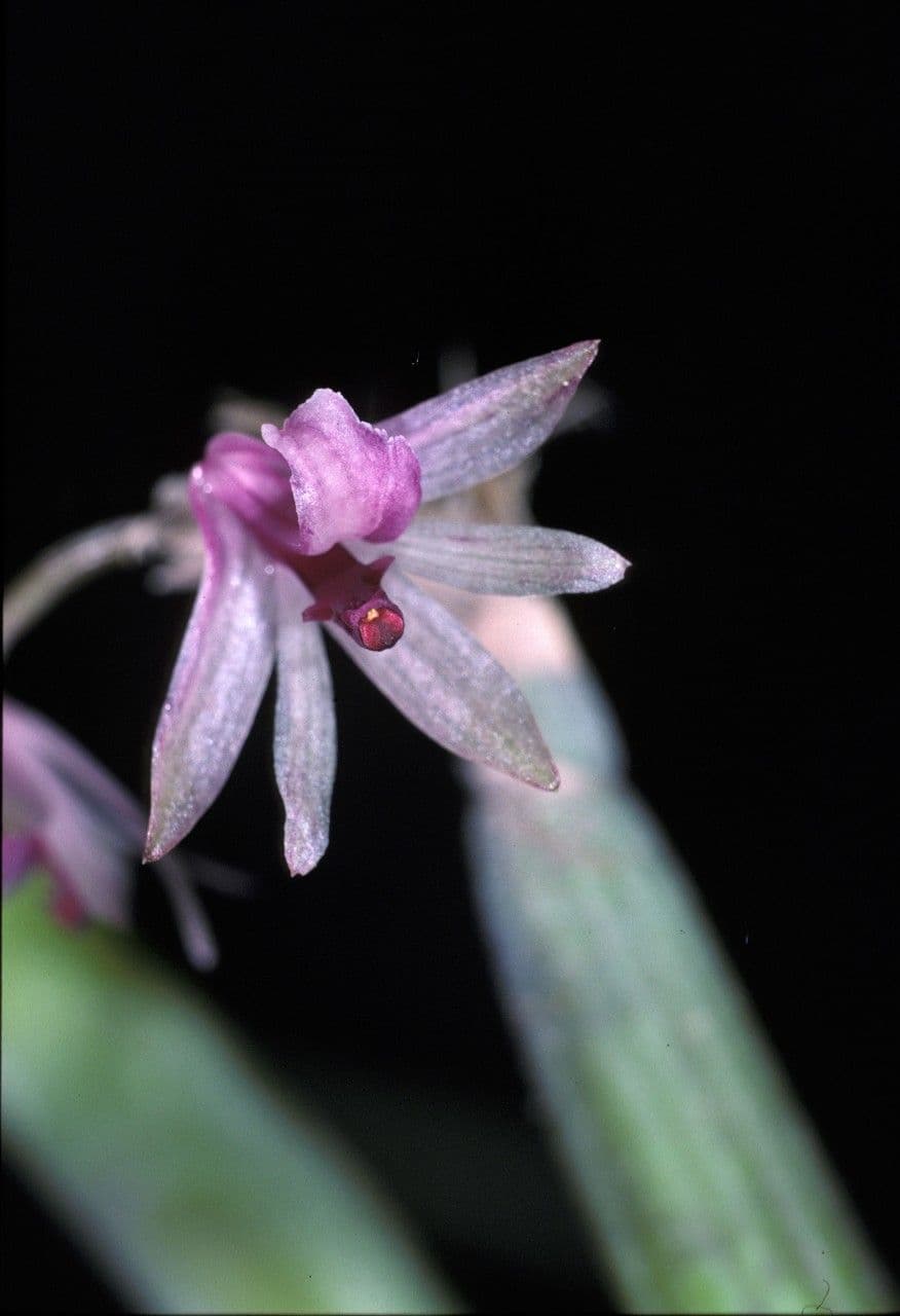 Scaphyglottis