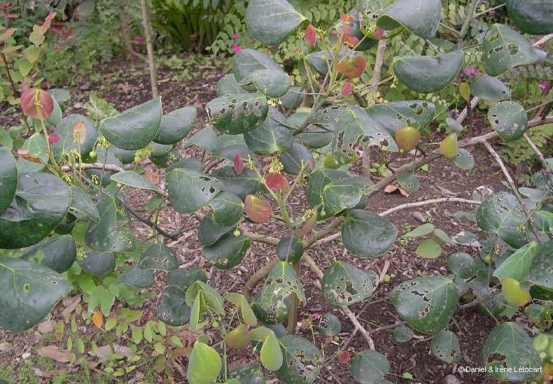 Phyllanthus 4
