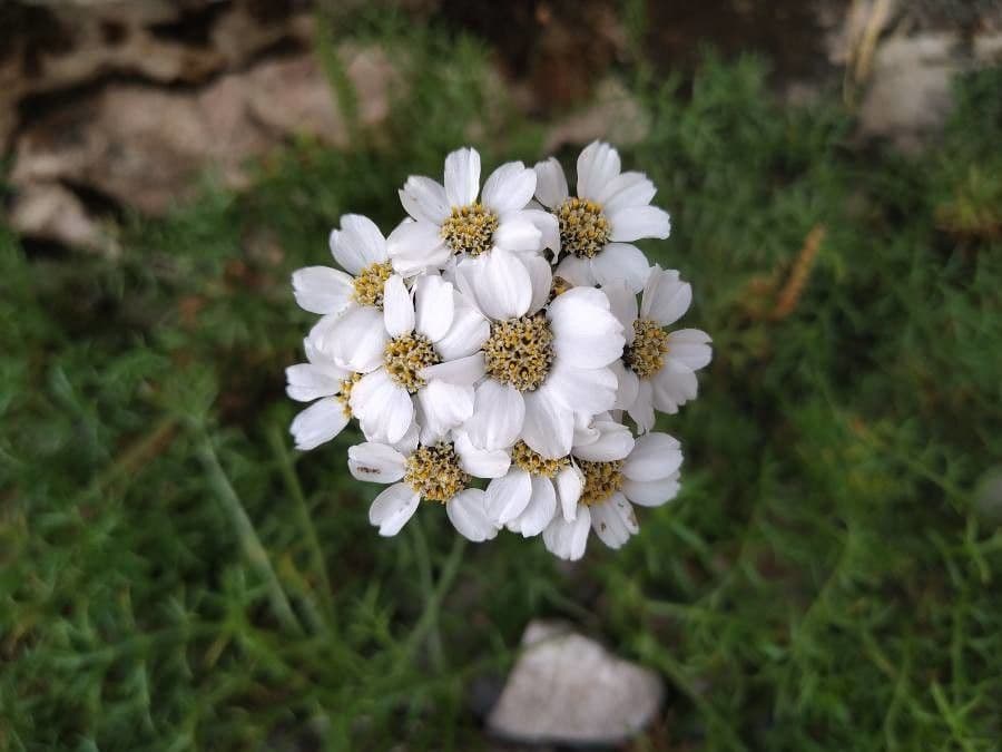 Achillea atrata 4