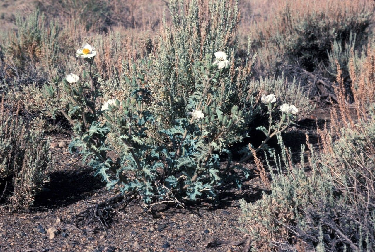 Argemone platyceras 2