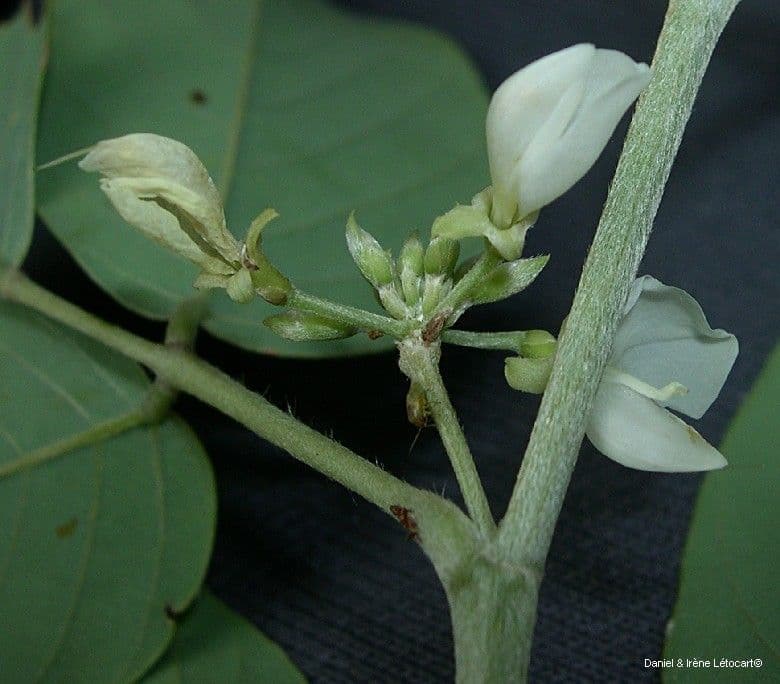 Dendrolóbium 10