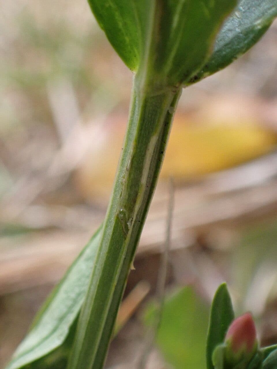 Centaurea minore 22