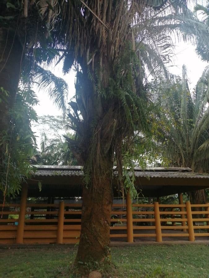Attalea butyracea 3