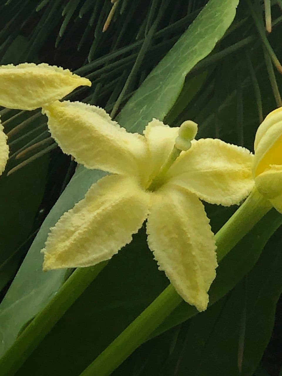 ʻŌlulu 8