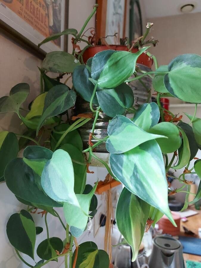 Philodendron cordiforme 2