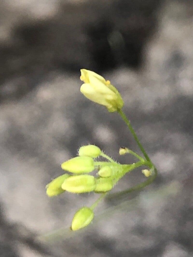 Biscutella valentina 6